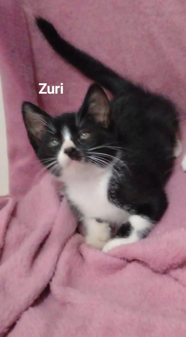 Gato raça SRD-ViraLata idade 2 a 6 meses nome Zuri 