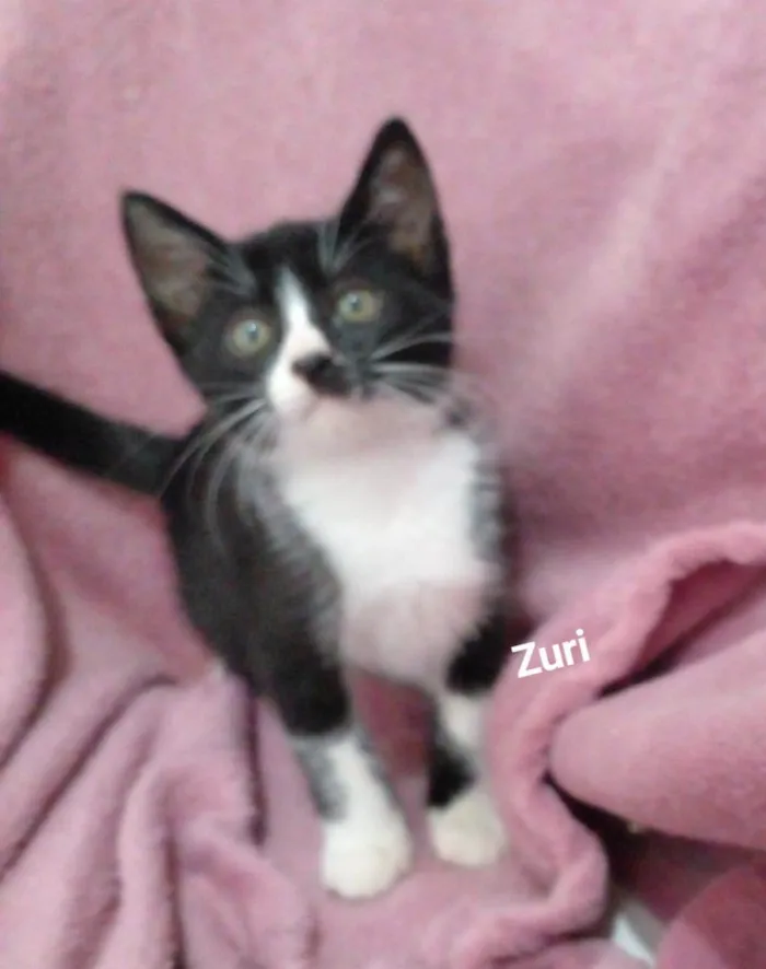 Gato raça SRD-ViraLata idade 2 a 6 meses nome Zuri 