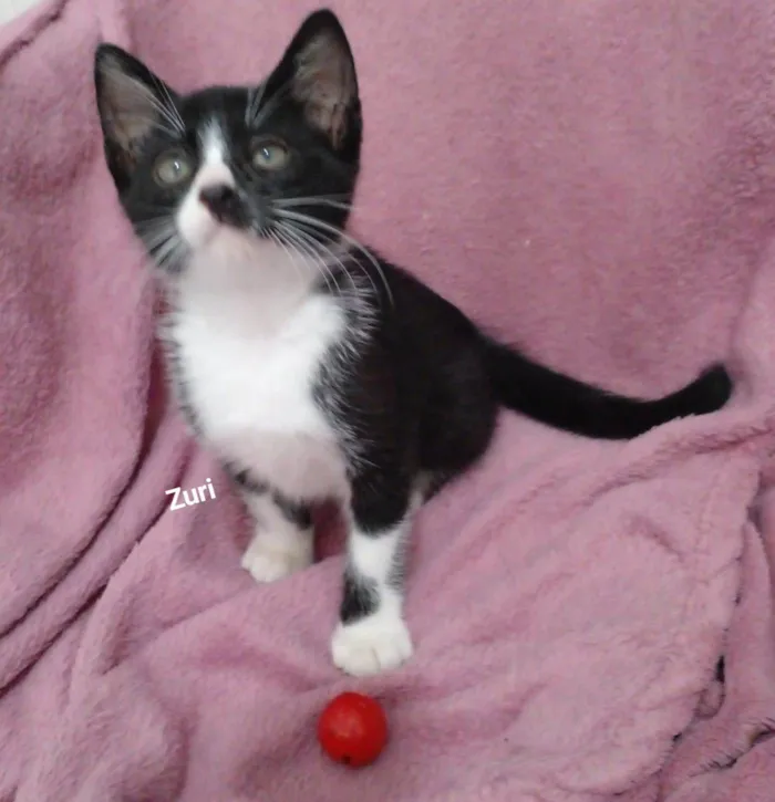 Gato raça SRD-ViraLata idade 2 a 6 meses nome Zuri 
