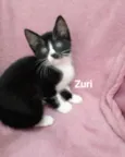 Zuri