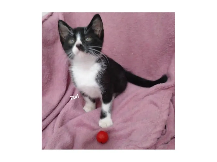 Gato raça SRD-ViraLata idade 2 a 6 meses nome Zuri 