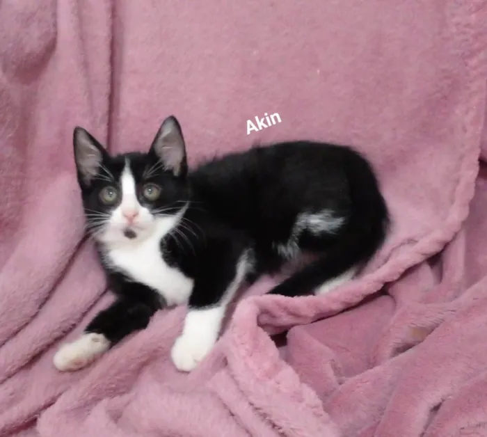 Gato raça SRD-ViraLata idade 2 a 6 meses nome Akin
