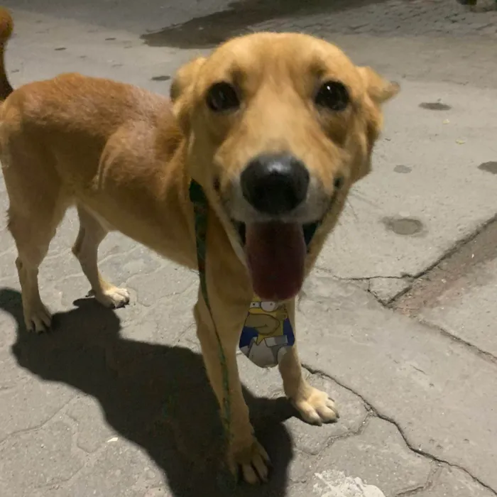 Cachorro ra a SRD-ViraLata idade 1 ano nome Mestre