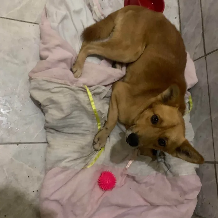 Cachorro ra a SRD-ViraLata idade 1 ano nome Mestre