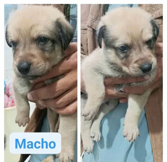 Cachorro raça  idade Abaixo de 2 meses nome Filhotes Cris