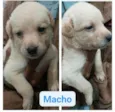 Cachorro raça  idade Abaixo de 2 meses nome Filhotes Cris