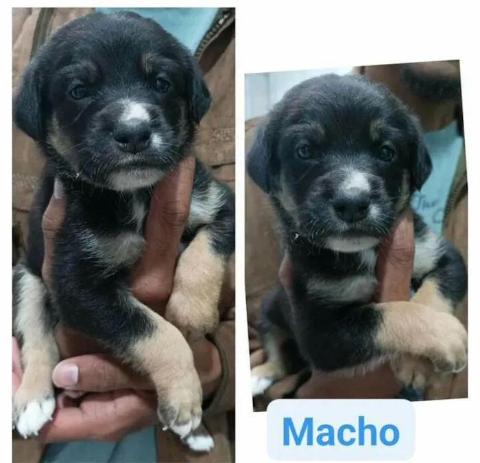 Cachorro raça  idade Abaixo de 2 meses nome Filhotes Cris