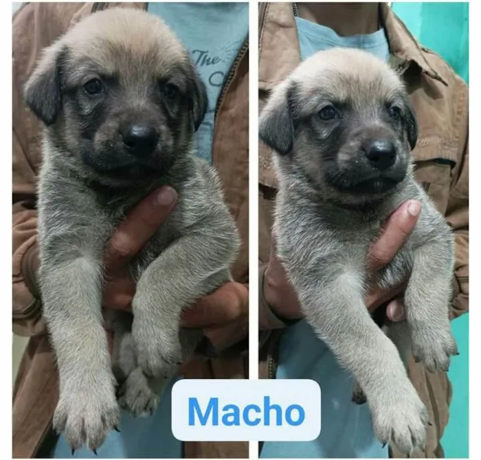 Cachorro raça  idade Abaixo de 2 meses nome Filhotes Cris