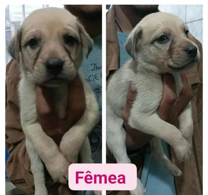 Cachorro raça  idade Abaixo de 2 meses nome Filhotes Cris