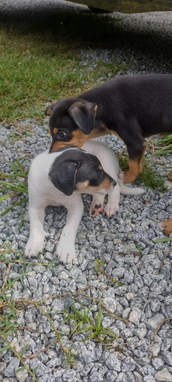 Cachorro ra a SRD-ViraLata + algo de Salsicha e Fox Paulistinha idade 2 a 6 meses nome Tito, Lina, Chicho, Pulga