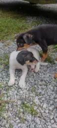Tito, Lina, Chicho, Pulga