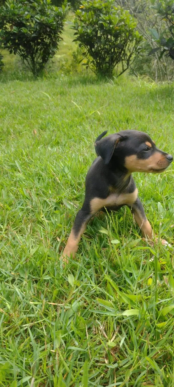 Cachorro ra a SRD-ViraLata + algo de Salsicha e Fox Paulistinha idade 2 a 6 meses nome Tito, Lina, Chicho, Pulga