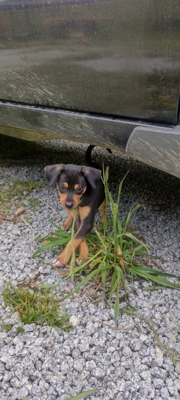 Cachorro ra a SRD-ViraLata + algo de Salsicha e Fox Paulistinha idade 2 a 6 meses nome Tito, Lina, Chicho, Pulga