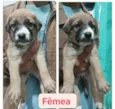 Cachorro raça  idade Abaixo de 2 meses nome Filhotes Cris