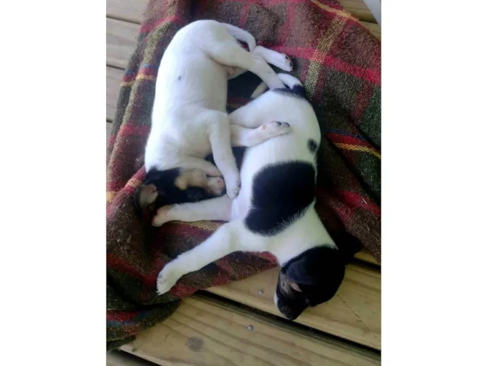 Cachorro ra a SRD-ViraLata + algo de Salsicha e Fox Paulistinha idade 2 a 6 meses nome Tito, Lina, Chicho, Pulga
