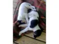 Tito, Lina, Chicho, Pulga