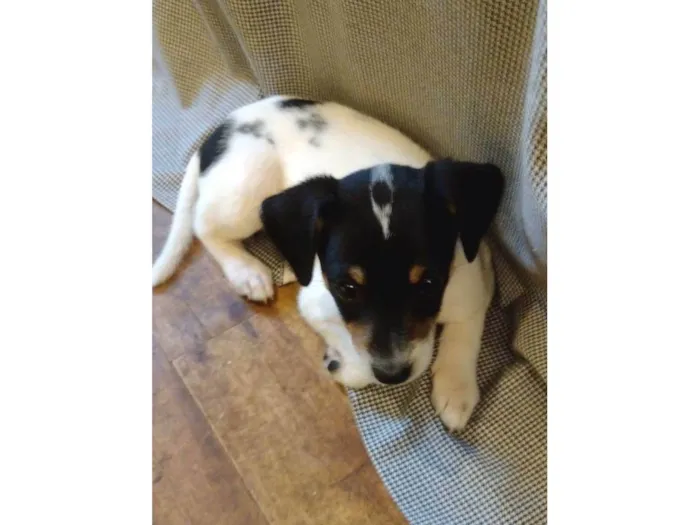 Cachorro ra a SRD-ViraLata + algo de Salsicha e Fox Paulistinha idade 2 a 6 meses nome Tito, Lina, Chicho, Pulga