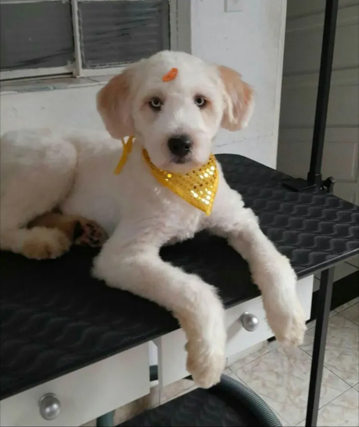 Cachorro raça Poodle idade 1 ano nome Snoop