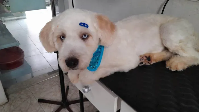 Cachorro raça Poodle idade 1 ano nome Snoop
