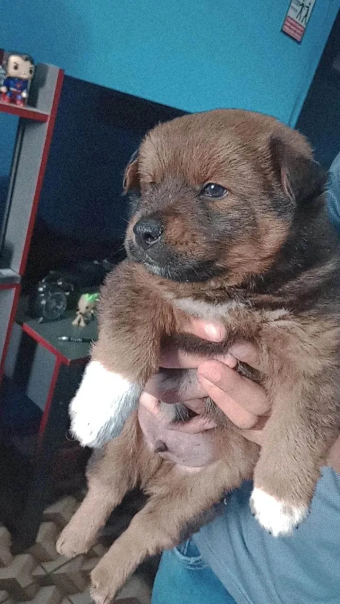 Cachorro ra a Chow Chow misturado idade Abaixo de 2 meses nome Scooby 