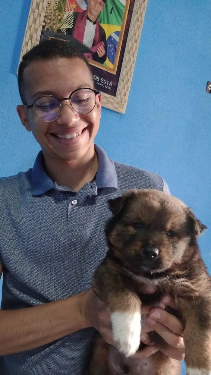 Cachorro ra a Chow Chow misturado idade Abaixo de 2 meses nome Scooby 