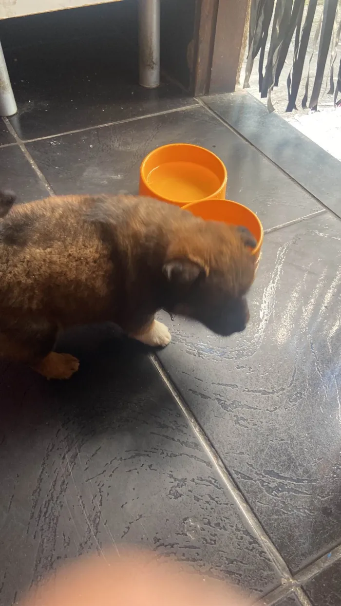 Cachorro ra a Chow Chow misturado idade Abaixo de 2 meses nome Scooby 