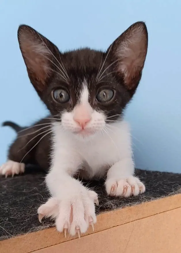 Gato ra a srd frajolinha  idade 2 a 6 meses nome JOANA