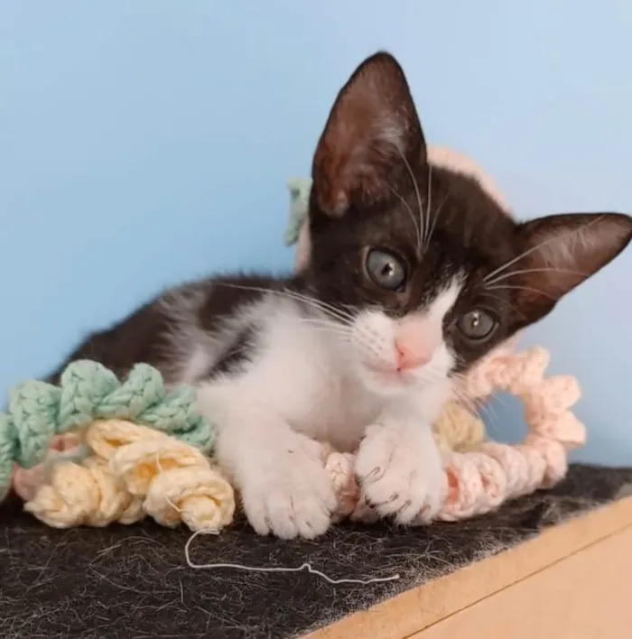 Gato ra a srd frajolinha  idade 2 a 6 meses nome JOANA