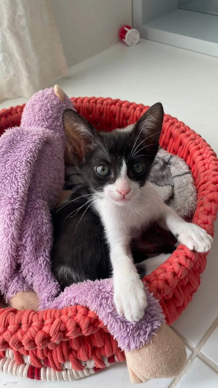 Gato ra a srd frajolinha  idade 2 a 6 meses nome JOANA