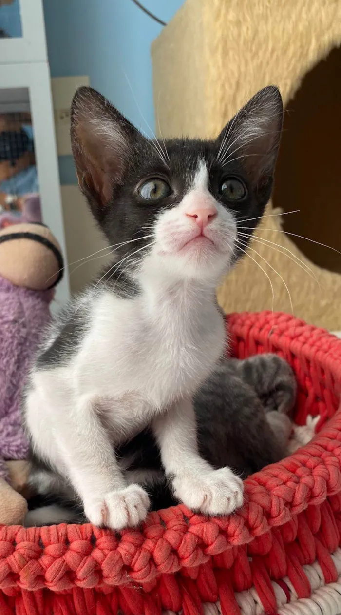 Gato ra a srd frajolinha  idade 2 a 6 meses nome JOANA