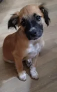 Mel