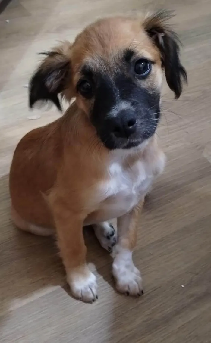 Cachorro ra a SRD idade 2 a 6 meses nome Mel