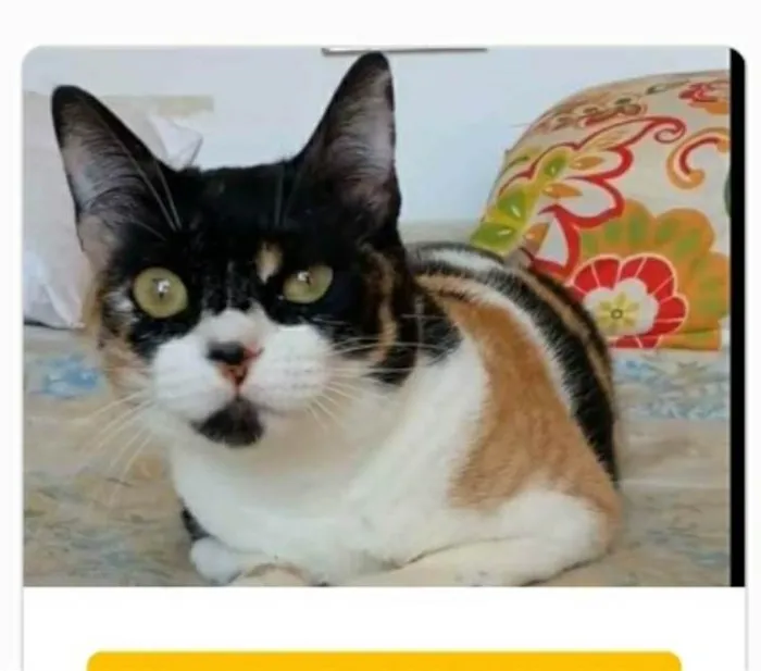 Gato ra a srd tricolor idade 1 ano nome SARA