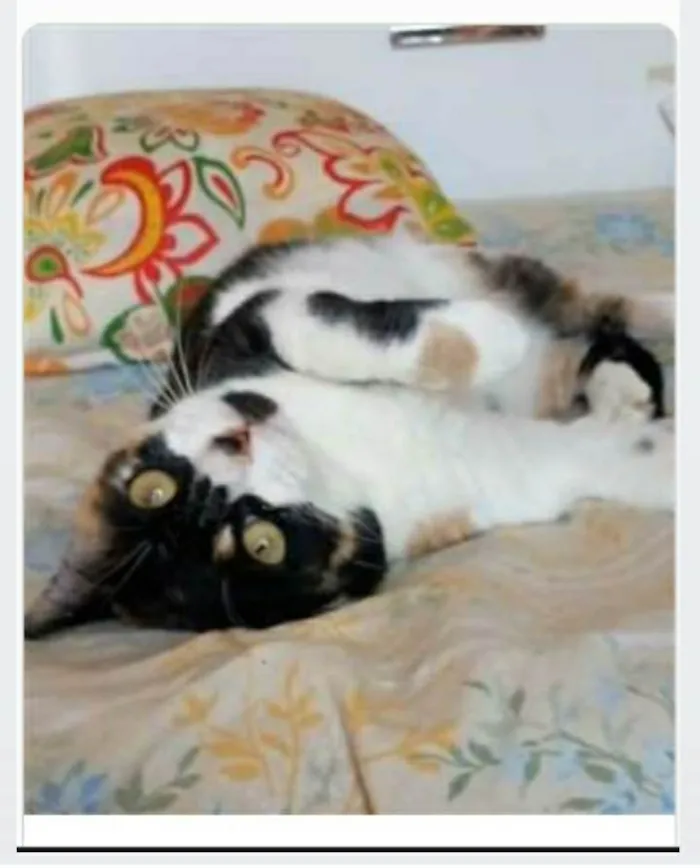 Gato ra a srd tricolor idade 1 ano nome SARA