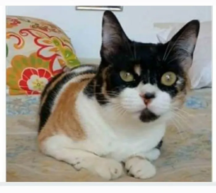 Gato ra a srd tricolor idade 1 ano nome SARA