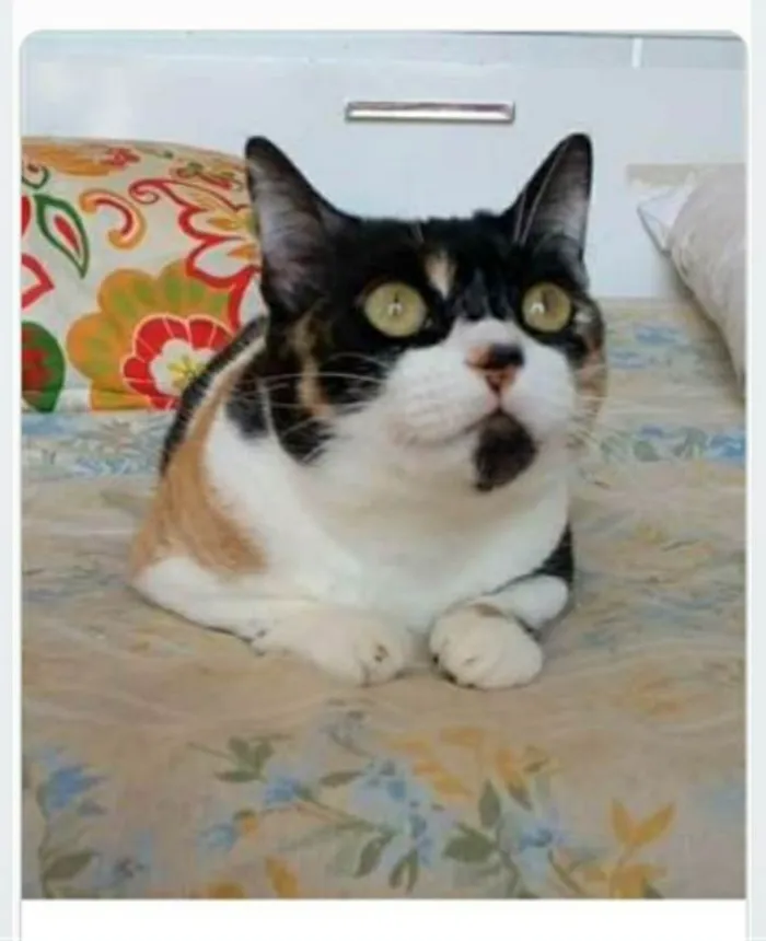 Gato ra a srd tricolor idade 1 ano nome SARA
