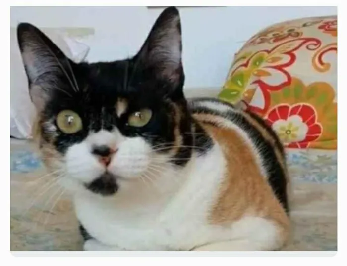 Gato ra a srd tricolor idade 1 ano nome SARA