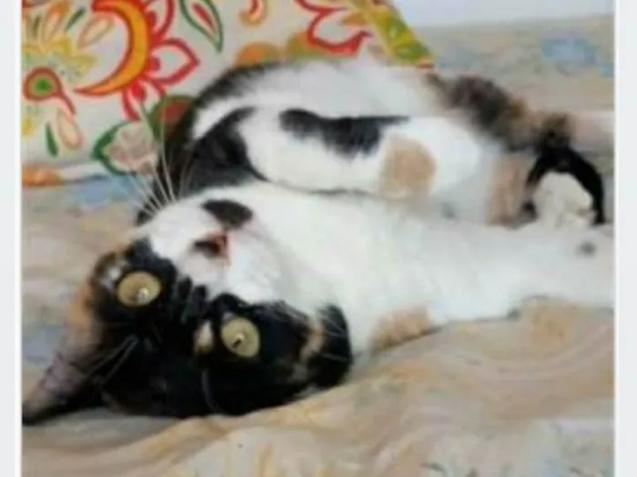 Gato ra a srd tricolor idade 1 ano nome SARA