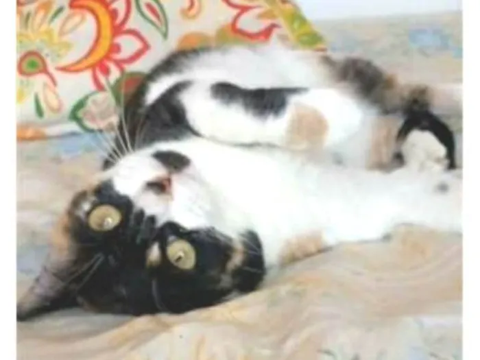 Gato ra a srd tricolor idade 1 ano nome SARA
