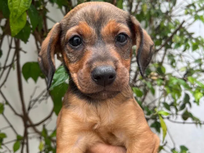 Cachorro raça SRD-ViraLata idade Abaixo de 2 meses nome Sem Nome 