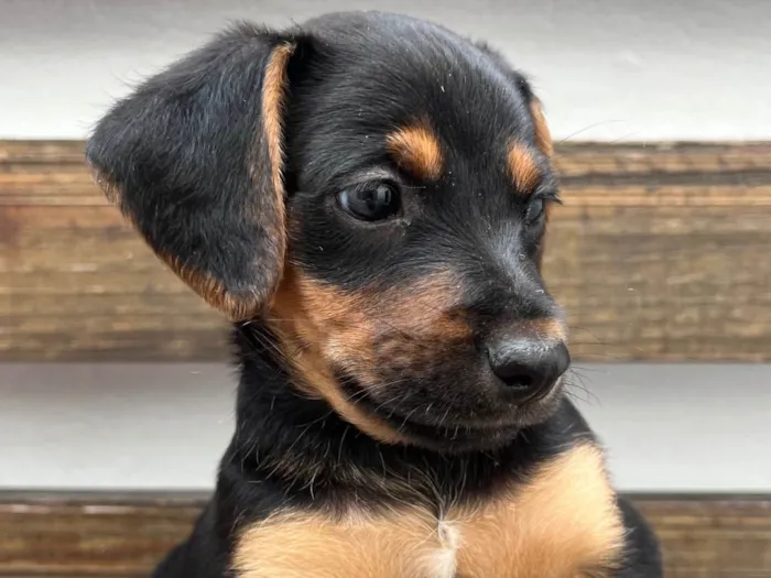 Cachorro raça SRD-ViraLata idade Abaixo de 2 meses nome Sem Nome 