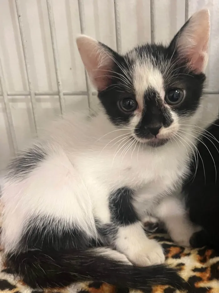 Gato raça SRD-ViraLata idade Abaixo de 2 meses nome Léa