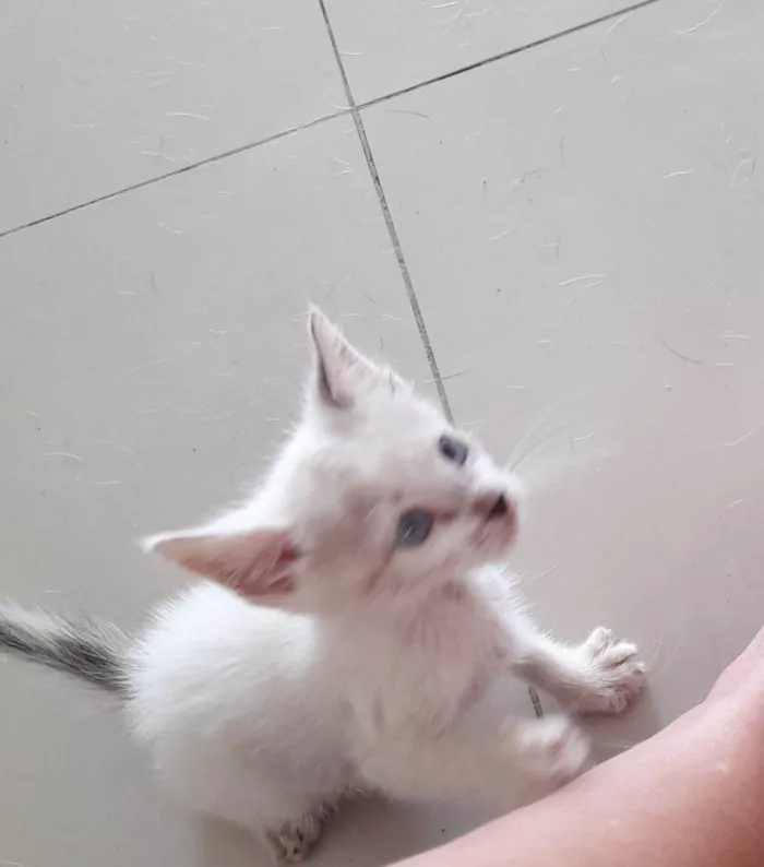 Gato ra a Comum idade 2 a 6 meses nome Fred