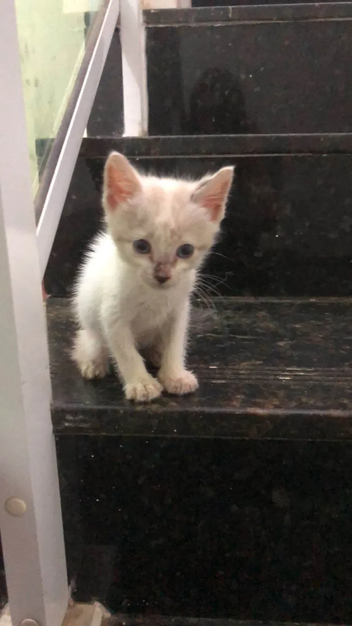 Gato ra a Comum idade 2 a 6 meses nome Fred