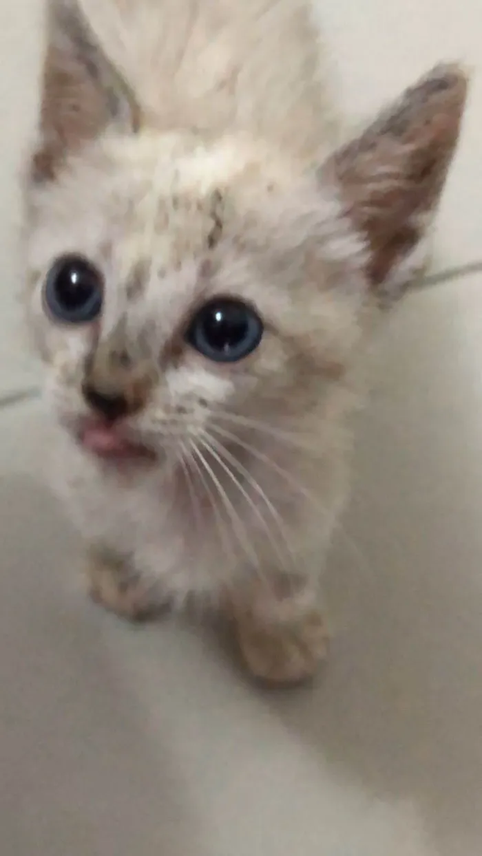 Gato ra a Comum idade 2 a 6 meses nome Fred