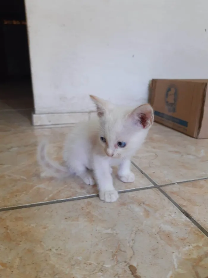 Gato ra a Comum idade 2 a 6 meses nome Fred