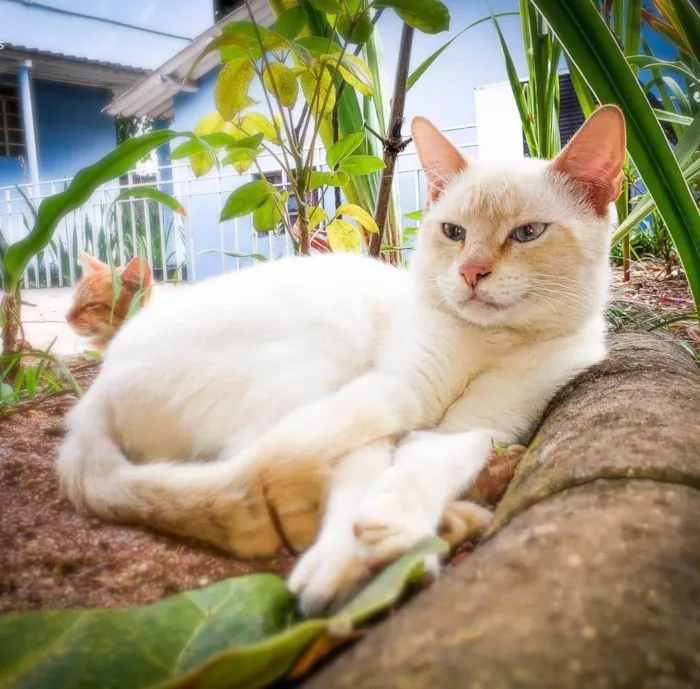 Gato raça SRD-ViraLata idade 1 ano nome Snow