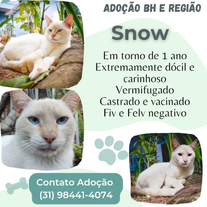 Gato raça SRD-ViraLata idade 1 ano nome Snow