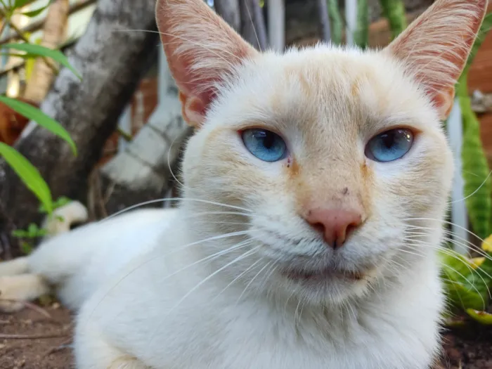 Gato raça SRD-ViraLata idade 1 ano nome Snow