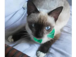 Gato raça Comum idade 7 a 11 meses nome Nina